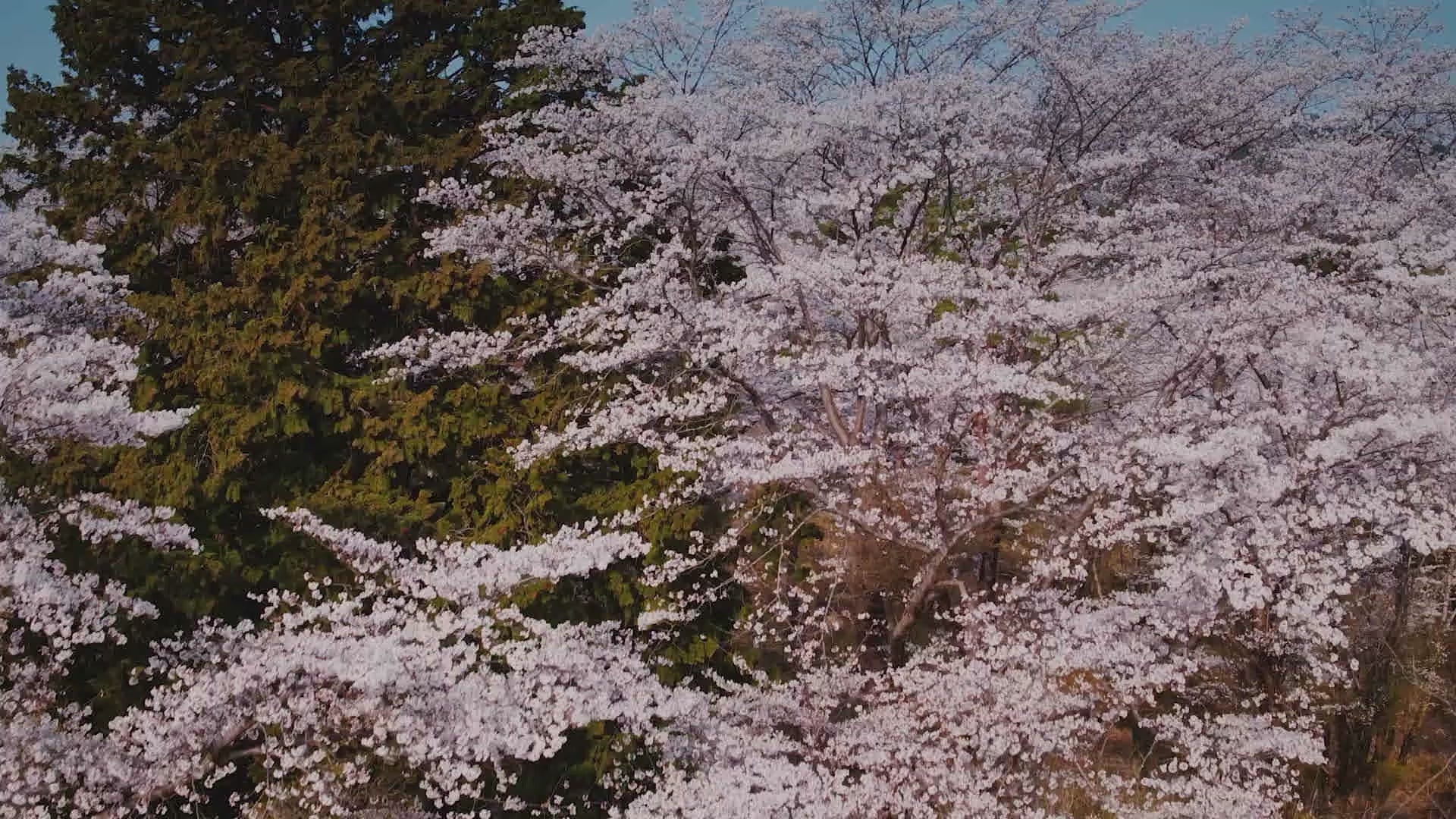動画を読み込む: 
